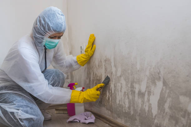 Trusted Plattsburgh, NY Mold Removal Experts